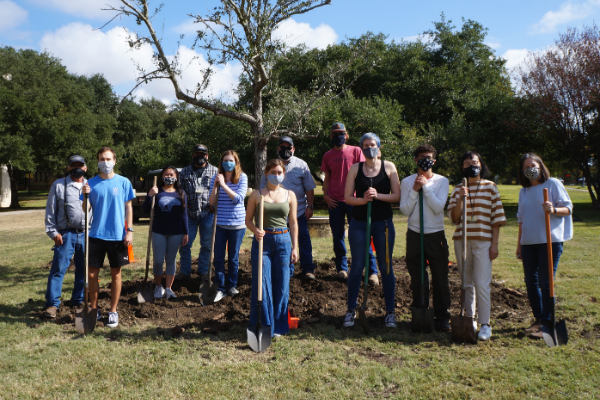 Oak Tree Planting