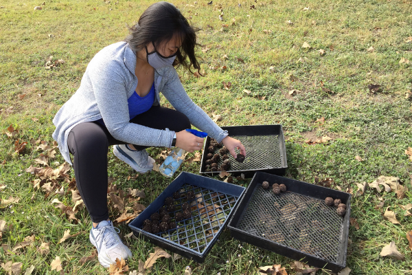 Wildflower Planting