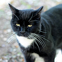 Mister Socks