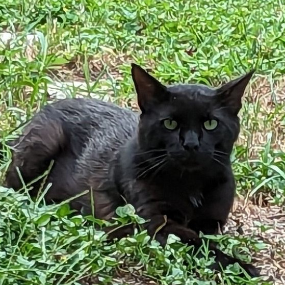 Princess, a campus cat, Mabee Residence Hall feeding station