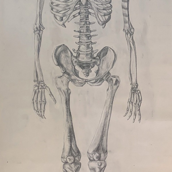 Isabella Richey, Skeleton Study, charcoal on paper, 96 x 42," graphite on paper, 2020, Drawing II (remote), Instructor: Victoria Star Varner