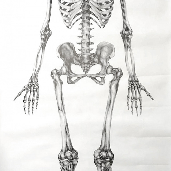 Ila Dannelley, Skeleton, graphite on paper, 96 x 42," graphite on paper, 2020, Drawing II (remote), Instructor: Victoria Star Varner