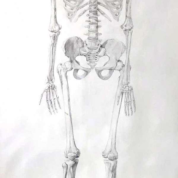 Olivia Gray, Skeleton, graphite on paper, 96 x 42," graphite on paper, 2020, Drawing II (remote), Instructor: Victoria Star Varner
