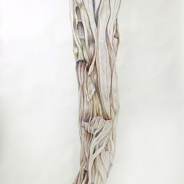 Olivia Gray, Driftwood, Colored Pencil, 60 x 42," Drawing II (remote), Instructor: Victoria Star Varner