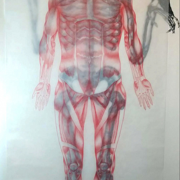 Ana Olvera, Skeleton/Musculature Study, charcoal on paper and conté on translucent paper, 96 x 42, 2020, Drawing III, Instructor: Victoria Star Varner