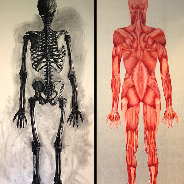 Mattie Wesoloski, Posterior View Before and After, charcoal on paper and conté crayon overlay on translucent paper, 96 x 42 each, 2020, Drawing III (part remote), Instructor: Victoria Star Varner