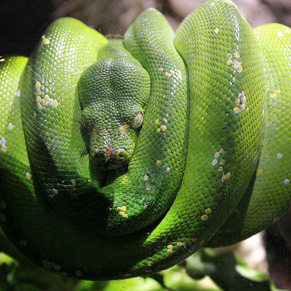 Madison Miller, Green Snake, Digital Photography, Instructor: Mary Visser
