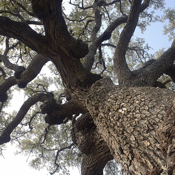 Mattie Mint, Tree, Digital print, Digital Photography, Mary Visser