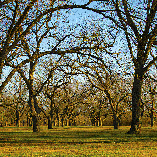 Ila Dannelley, trees, Digital print, Digital Photography, Mary Visser