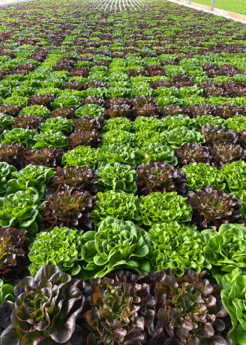 Lone Star Lettuce Growers is organic certified by the USDA, a rarity among hydroponic growers.