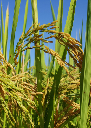 The first certified organic rice mill in the state of Texas, Doguet's Rice Milling Company has expanded from growing 25 acres to over 10,...