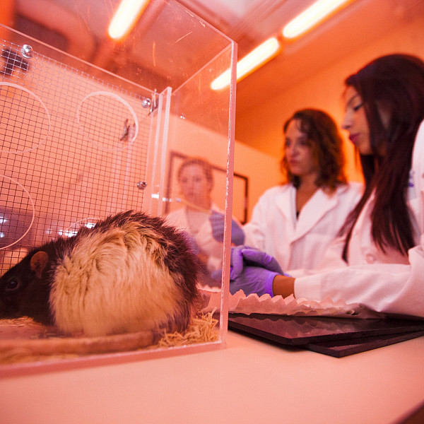 Guarraci Researches the Effect of Ketamine on Sexual Behavior in Female Rats