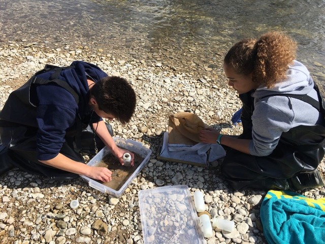 Scout gathers macroinvertebrates to take back to the lab and identify while Vanessa picks any extra insects off the sampling net.