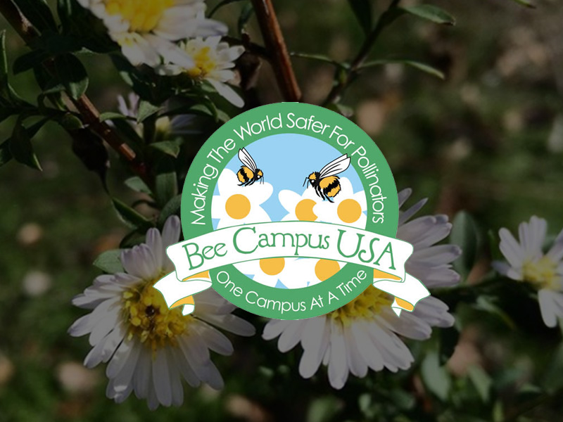 Bee Campus USA - Southwestern University