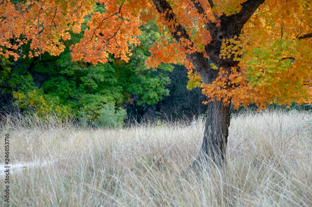 Photo by Camille Lamoureux on Adobe Stock